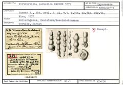 Karteikarte zum Syntyp von Vertebralina sarmatica Karrer, 1877